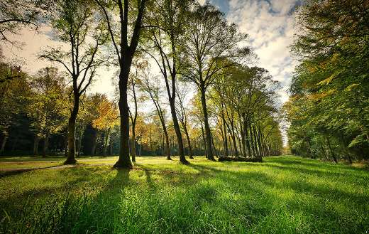 Beautiful wooden landscape green lawn