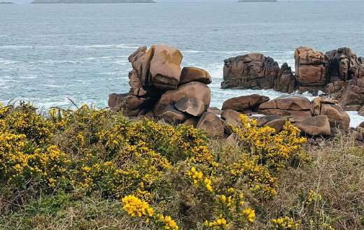 Bright yellow flowers in the foreground