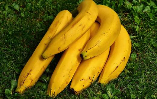 Bunch of bananas cavendish variety