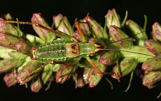 Bush cricket insect with small black dots