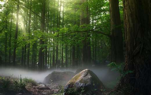 Calming forest landscape with dense tree growth