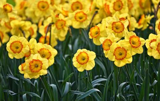 Cheerful bulbous plants during spring