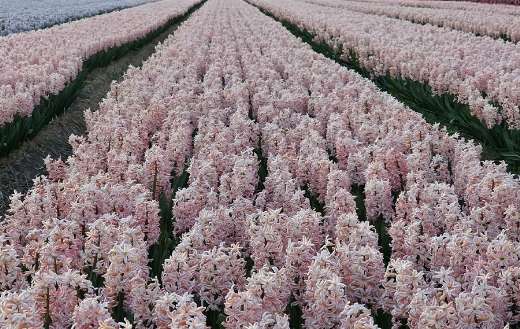 China pink hyacinths flower