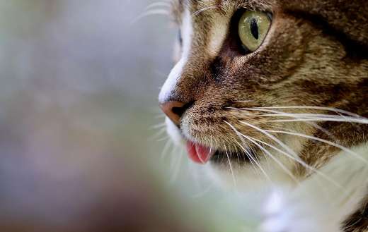 Close up of a cat the tongue just visible