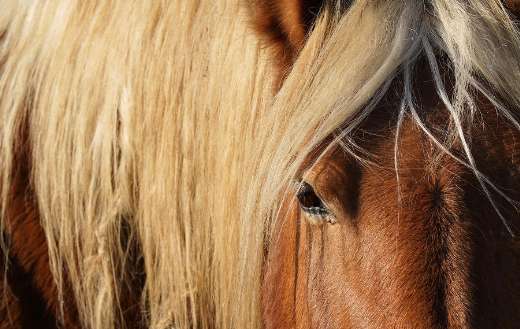 Closeup of horse with characteristic appearance
