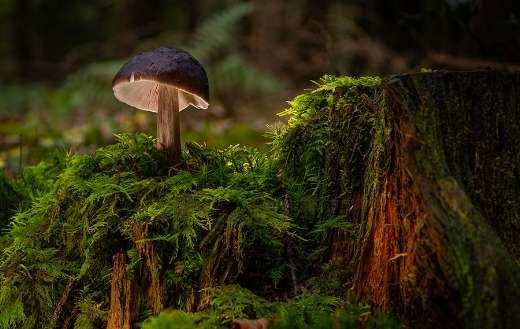 Common deer mushroom in the nature