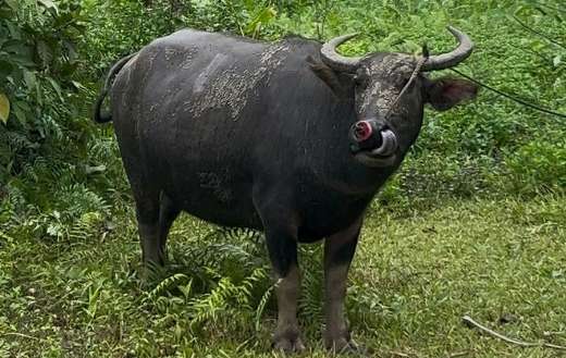 Considered the national animal in the Philippines