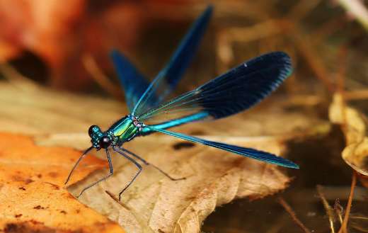 Depicted insects banded demoiselle