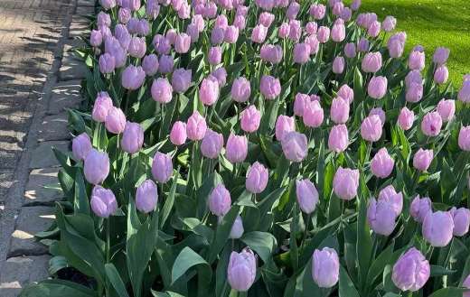 Didiers tulip lily family