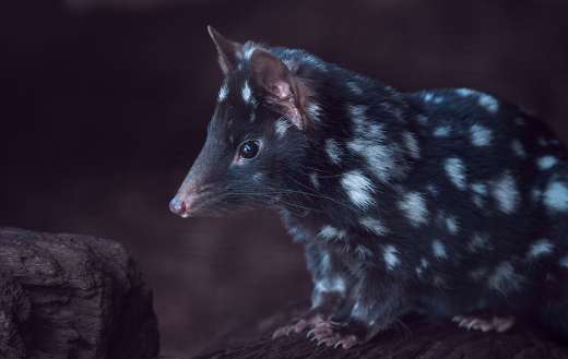 Eastern quoll only lives Tasmania