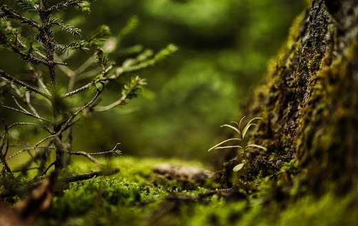 Floor forest covered with moss