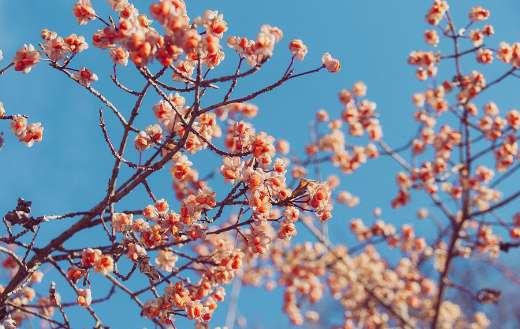 Flowering spring tree