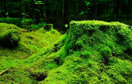 Forest landscape that is densely covered with moss