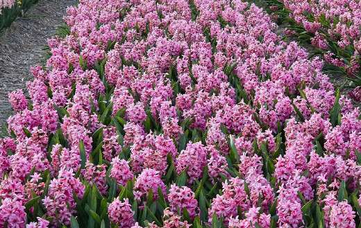Full of hyacinths garden