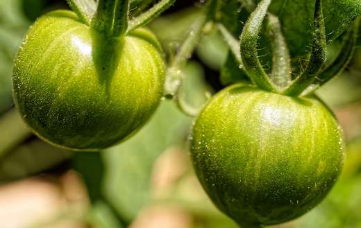 Green zebra tomatoes