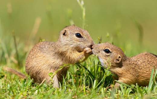 Ground squirrels puzzle