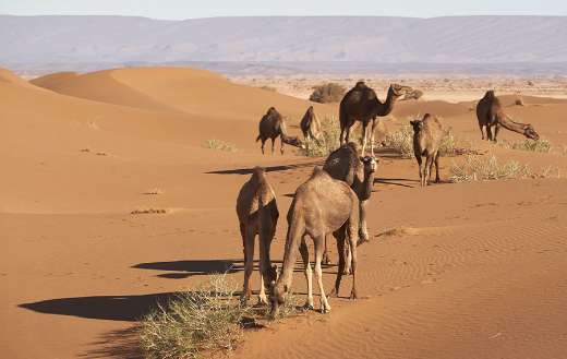 Herd of dromedaries