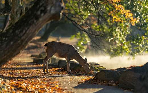 Japanese deer sika
