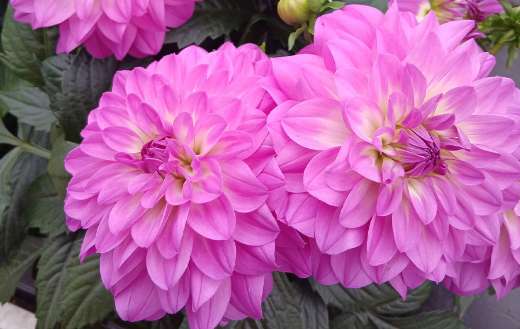 Karma lagoon dahlia