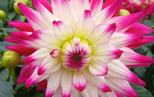 Known as garden dahlia