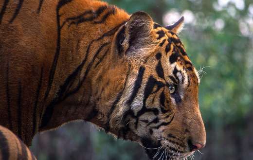 Largest cat in the world called tiger