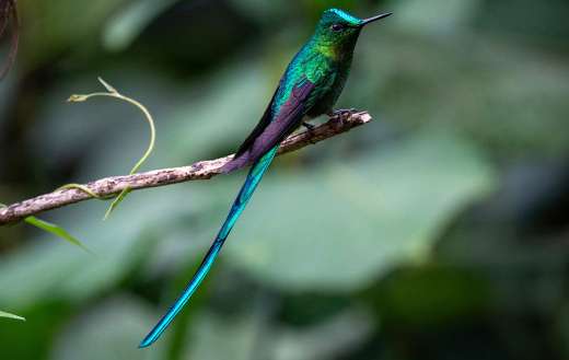 Long tailed sylph bird