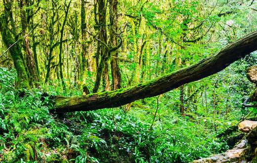 Lush rainforest ecosystem