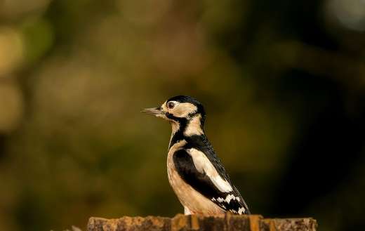 Most common woodpecker in the Netherlands