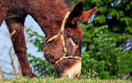 Mule hybrid offspring grazing