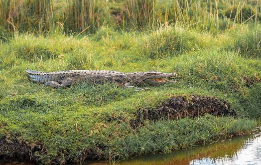Nile crocodile animal