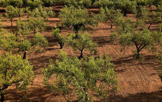 Olive trees field Mediterranean