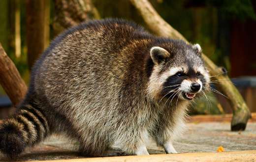 Originally from North America raccoon