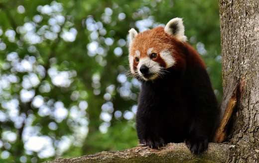 Red panda mainly active morning night