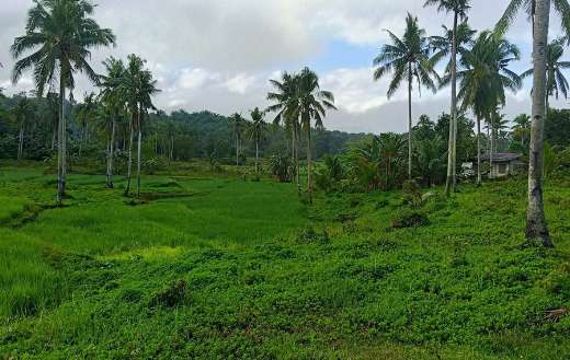 Rice fields on the island Bohol
