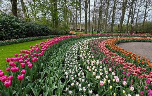 Rows of tulips flowers in the keukenhof