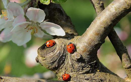 Seven spotted ladybugs