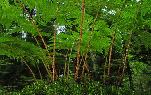 Shows beautiful forest with prominent plant species