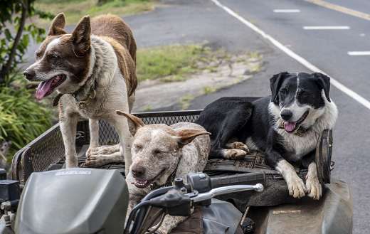 Snapshot of three dogs in suzuki vehicle