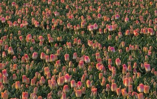 Soft pink color with warm yellow base tulips