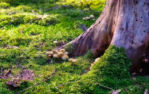 Sulfur tufts common occuring mushroom Dutch forests