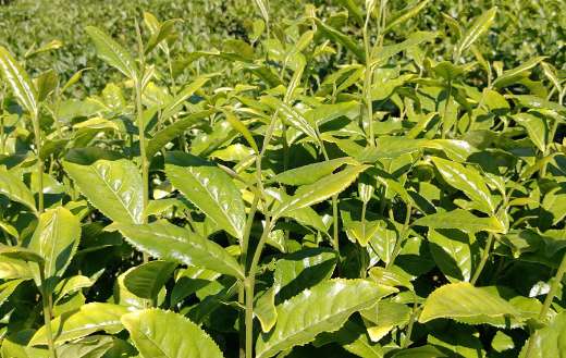 Tea plant as camellia sinensis scientifically
