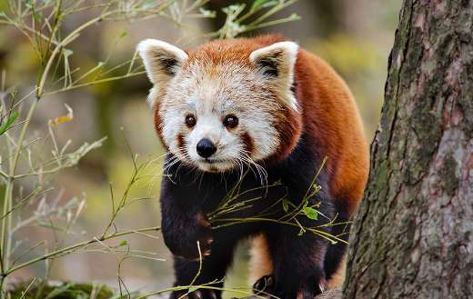 Wild face little red panda
