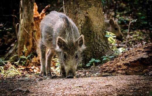 Wild young boar frisling