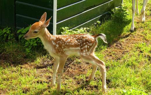 Young fallow deer with white spots its back