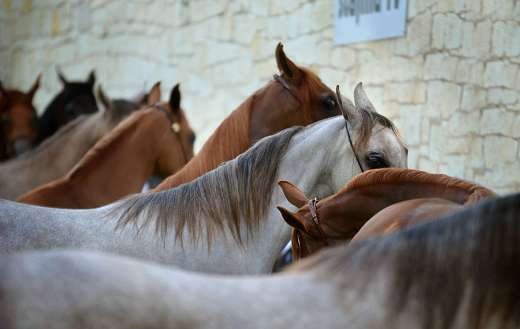Arabian thoroughbreds elegant horses