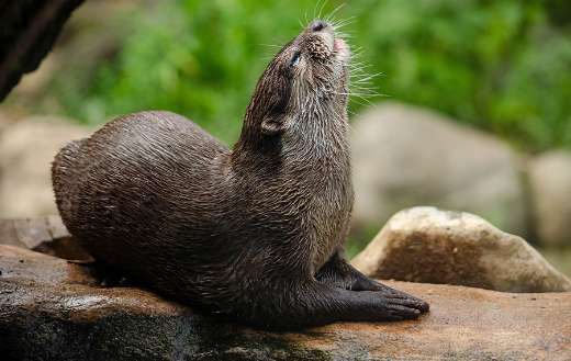 Asian small clawed otter