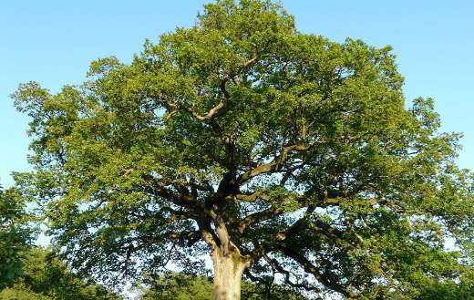 Big tall oak tree puzzle