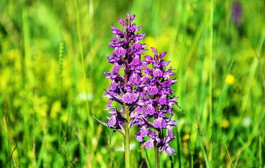Broad orchid european species