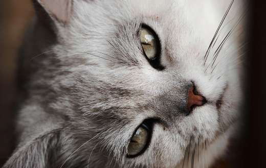 Close up portrait of a cat
