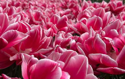 Columbus tulips striking pink